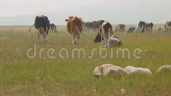 夏天一大群牛羊在牧场上休息视频的预览图