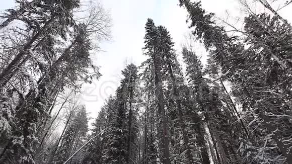 泰加美丽的冬林视频的预览图