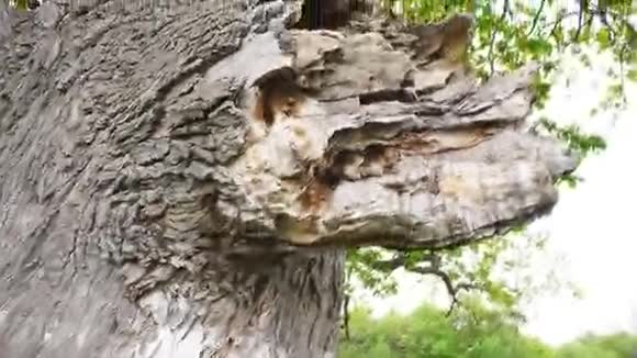美丽的森林橡树老叶夏季视频的预览图