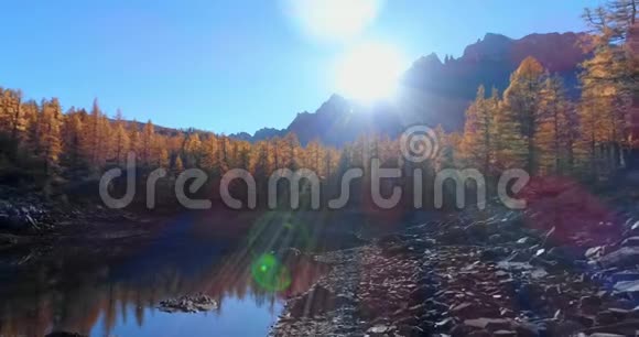 在阳光明媚的秋天在高山河谷湖泊和橙色落叶松森林树林上空向前飞行阿尔卑斯山脉视频的预览图