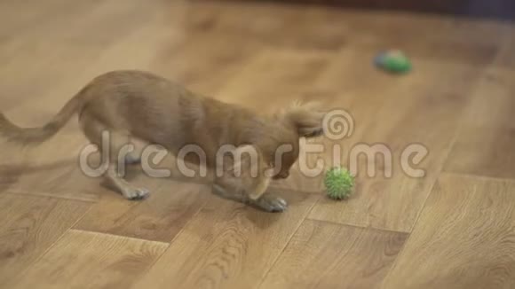 一只长毛的吉娃娃狗和一只绿栗子玩得非常有趣视频的预览图