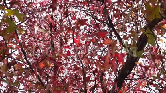 红色的枫叶在风中移动视频的预览图