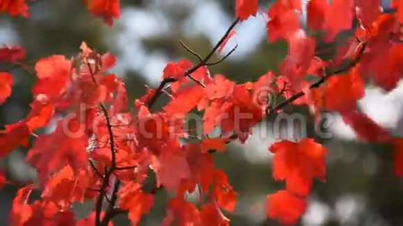 红色的枫叶在风中移动视频的预览图
