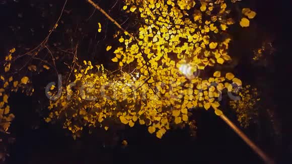 黄色的叶子和夜晚的灯光视频的预览图