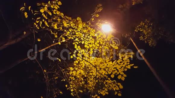 黄色的叶子和夜晚的灯光视频的预览图