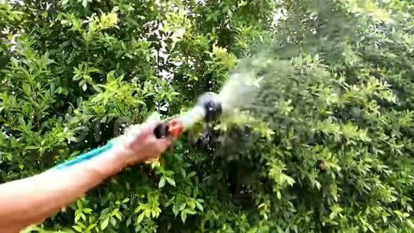 亚洲男人手中喷着火花喷向树木视频的预览图