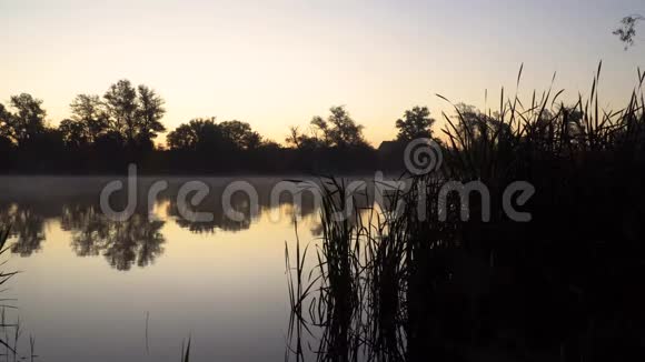 河岸上的日出景观与芦苇在第一个计划和烟雾在水上视频的预览图
