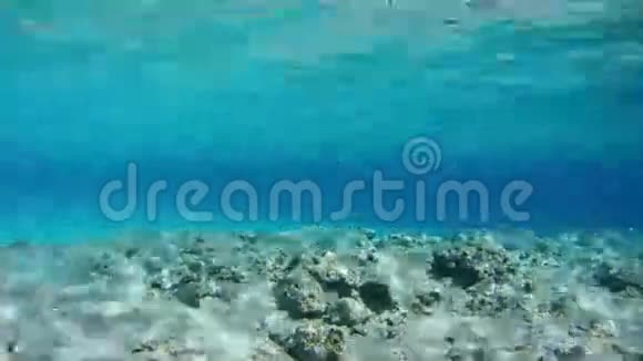 埃及红海海底珊瑚礁上五颜六色的热带鱼时间流逝视频的预览图