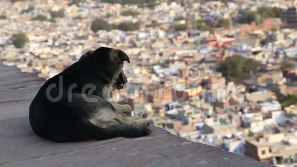 狗坐着欣赏着乔德普尔的景色视频的预览图