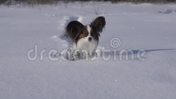 狗狗勇敢地穿过冬天公园里的雪地慢动作股票录像视频的预览图