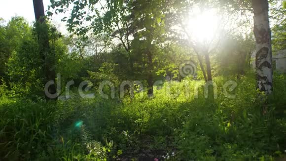 早晨美丽的大自然在雾蒙蒙的春天森林里伴着阳光绿林中的阳光春天视频的预览图