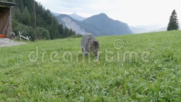 可爱的条纹猫玩耍在绿色的草地上在风景如画的奥地利山谷的背景下玩得开心视频的预览图