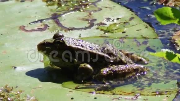百合上的青蛙视频的预览图