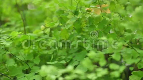 绿色灌木丛靠近抽象的自然背景绿叶视频的预览图