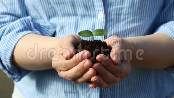 女人的手握着一个绿色的小芽视频的预览图