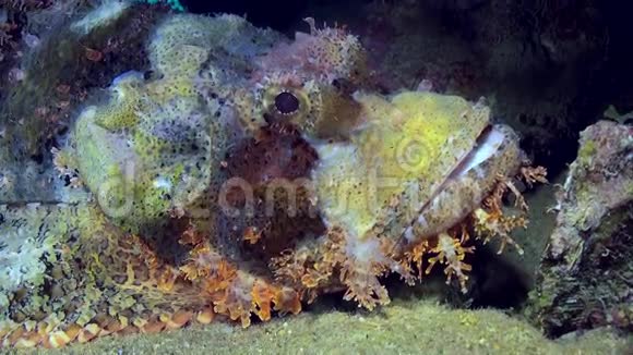 珊瑚礁上的岩石蝎子鱼视频的预览图