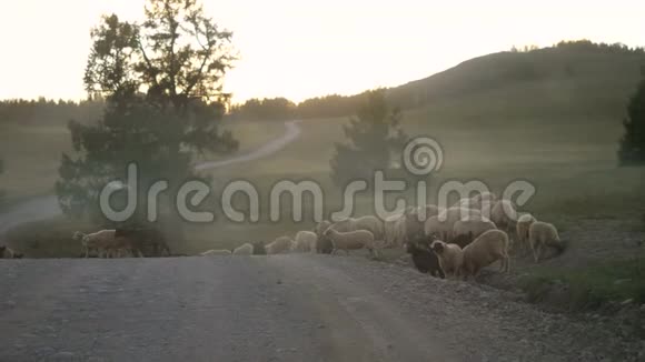 落基山羊在路上日落时间慢动作3840x2160视频的预览图