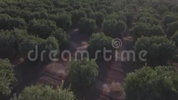 橙色树场的平面视野背光视频的预览图