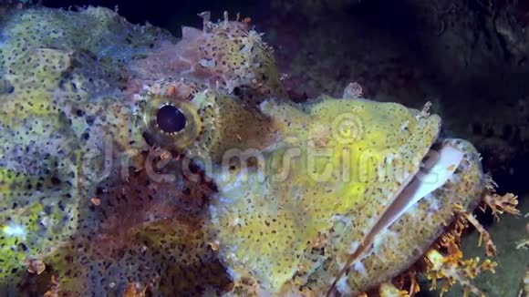 珊瑚礁上的岩石蝎子鱼视频的预览图