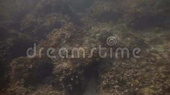 马洛卡海滩水下视频拍摄视频的预览图