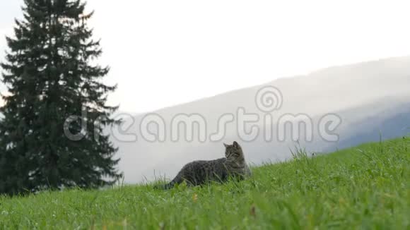可爱的条纹猫玩耍在绿色的草地上在风景如画的奥地利山谷的背景下玩得开心视频的预览图