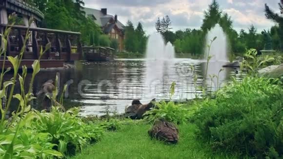 CIty公园景观设计湖上有喷泉的鸭子家人视频的预览图