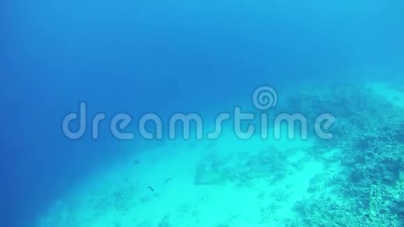 红海海底珊瑚礁的大型热带鱼类埃及视频的预览图