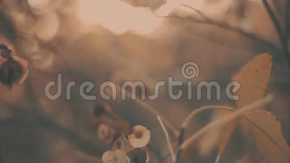 草甸花在阳光明媚的清晨古老的秋景视频的预览图