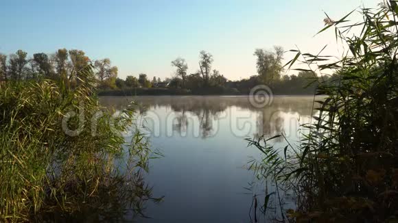 河岸上的日出景观与芦苇在第一个计划和烟雾在水上视频的预览图