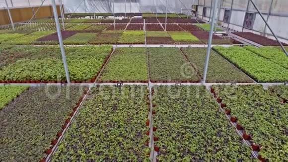 从一个有花的温室里拍摄的空中镜头视频的预览图