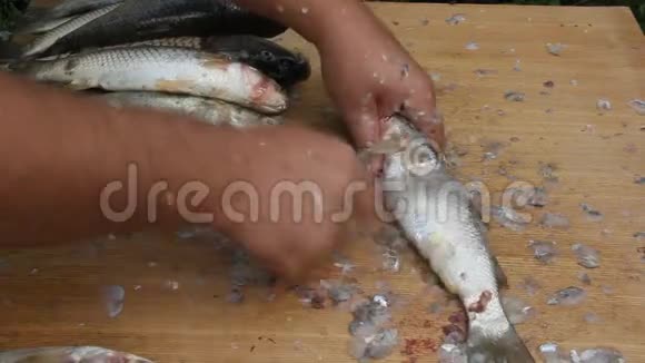 清理河岸上的鱼视频的预览图