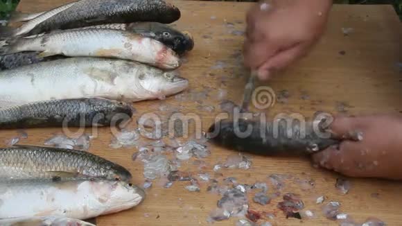 清理河岸上的鱼视频的预览图