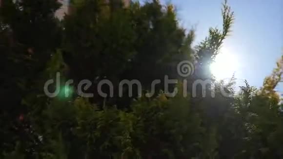 雪松树枝在风中蓝天与太阳的背景视频的预览图