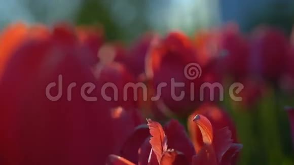 郁金香开花了清新的花朵郁金香在风中摇曳大量的郁金香用红色的花蕾创造了一个红色的田野晚上视频的预览图