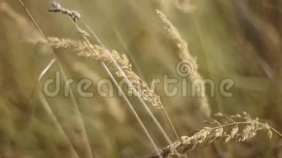 日落时的麦田一大堆麦子都结了收获和收获的概念金黄的麦田摇曳着大自然视频的预览图