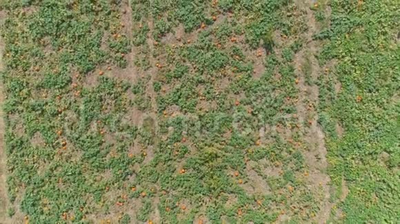 阿米什农场和乡村与南瓜田的空中近景视频的预览图