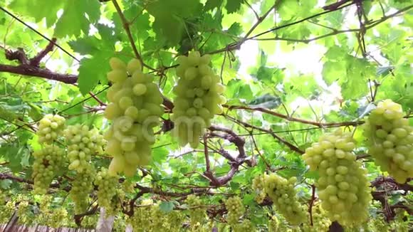 葡萄园里的白葡萄视频的预览图