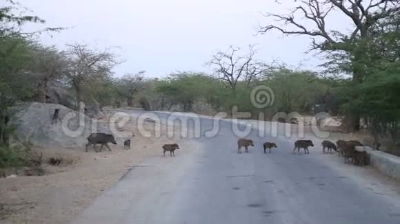 一群野猪穿过乔德普尔的一条乡村道路视频的预览图