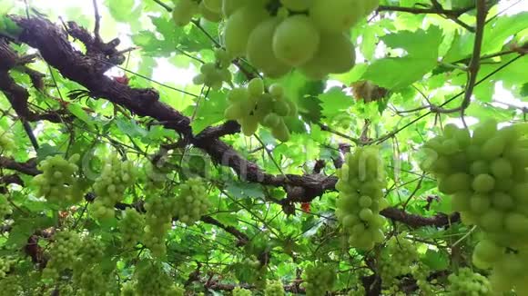 葡萄园里的白葡萄视频的预览图
