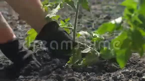 农民在地上种植植物视频的预览图