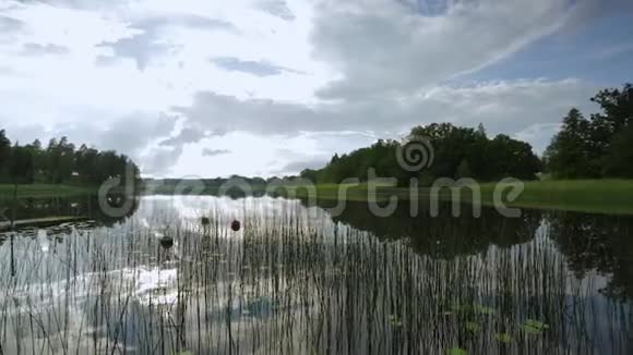 美丽的深蓝色湖水与睡莲和绿色的宁静日落视频的预览图