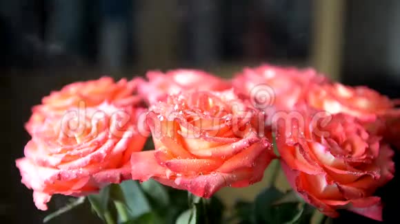 使用加湿器给玫瑰浇水视频的预览图