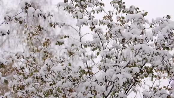 雪中冬天的瓜尔德玫瑰枝雪覆盖的大树枝一朵玫瑰瓜尔德上下了很多雪视频的预览图