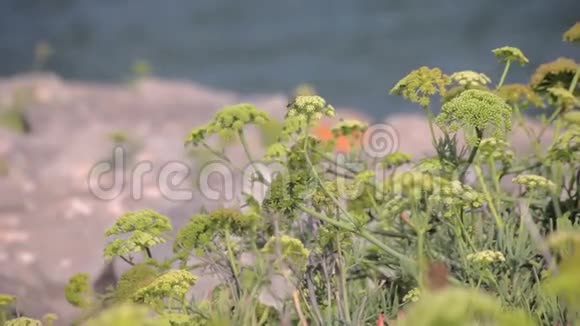生长在地中海加泰罗尼亚海岸的草本植物视频的预览图