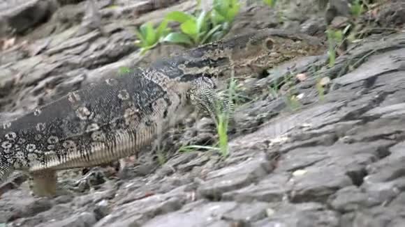 危险的蜥蜴捕食者野生条纹瓦兰瓦兰纳斯救助器在国家公园的地面上视频的预览图