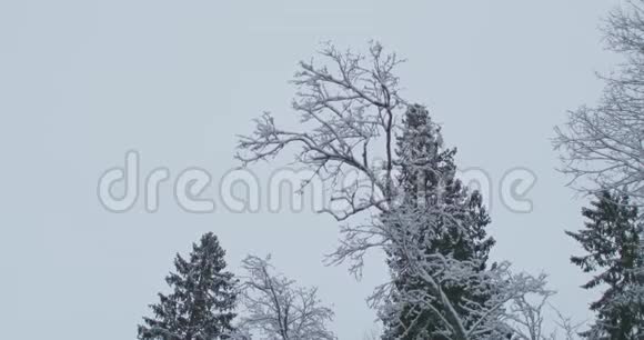 冬天森林里树枝上的雪视频的预览图