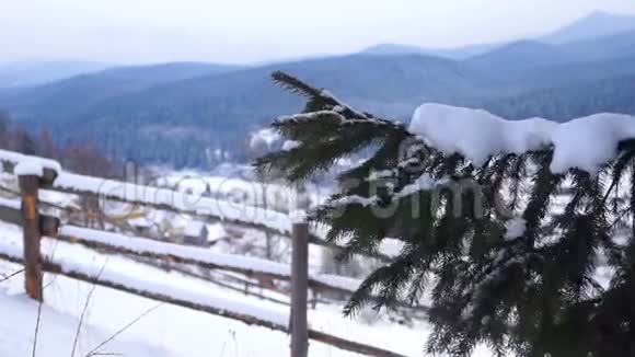 雪松冬山视频的预览图