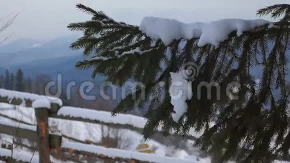 雪松冬山视频的预览图