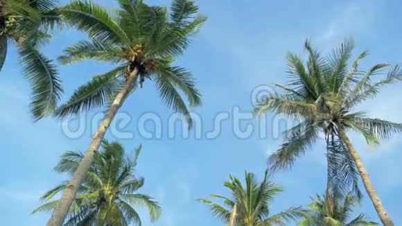 阳光下椰子棕榈树林的底部景观棕榈树映衬着美丽的蓝天蓝绿的棕榈树视频的预览图