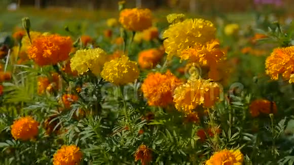 花瓣花黄色和橙色生长在家庭花园视频的预览图